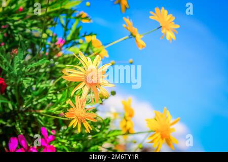 Fiori gialli in balconata rustica in primavera, Interlaken, Svizzera Foto Stock