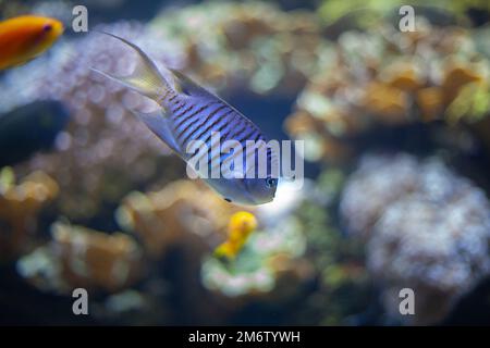 Luminoso e bellissimo mare di pesce in acque blu del mare Foto Stock