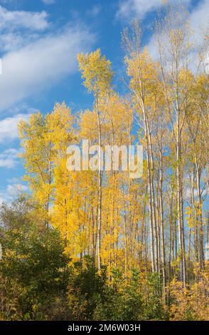 Raccolta di bellissimi colori d'Autunno foglie / verde, giallo, arancione, rosso Foto Stock