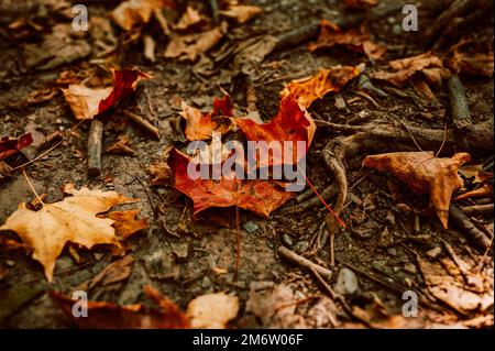 Fiume fluente in autunno Foto Stock