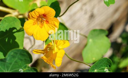 Nasturtium fiore Foto Stock