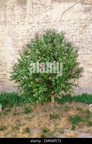 Impianto di Hibiscus Foto Stock