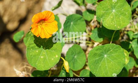 Nasturtium fiore Foto Stock