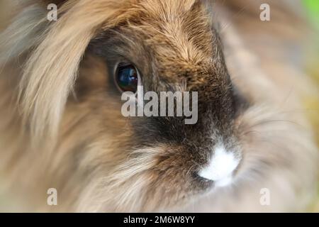 Un ritratto, o primo piano, di un coniglio nano. Foto Stock
