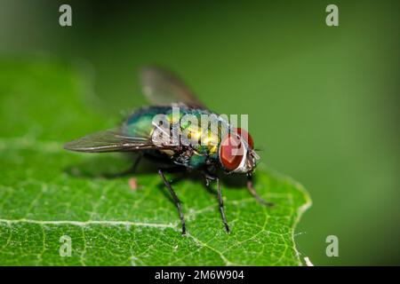 Una mosca, mosca dell'oro unBest. (Spec. Lucila) su una foglia di albero. Foto Stock