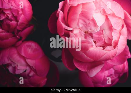 Fiori di pony color magenta in un primo piano bouquet Foto Stock