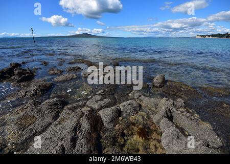 Piscine rocciose con varie alghe esposte con bassa marea con l'isola del vulcano Rangitoto sullo sfondo. Ubicazione: Takapuna Auckland Nuova Zelanda Foto Stock