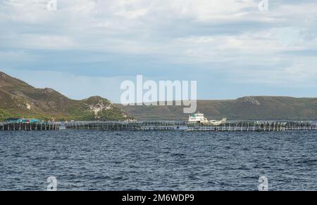 Una nave sta frequentando e alimentando il salmone in gabbia. La maggior parte degli allevamenti di salmone della Tasmania operano in acque costiere poco profonde, come il Macquarie Harbour. Foto Stock