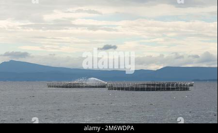 Una nave sta frequentando e alimentando il salmone in gabbia. La maggior parte degli allevamenti di salmone della Tasmania operano in acque costiere poco profonde, come il Macquarie Harbour Foto Stock