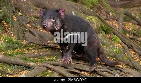 I diavoli della Tasmania al Cradle Mountain Breeding and Care Center sono i più grandi marsupiali carnivori che mangiano carne al mondo. Foto Stock