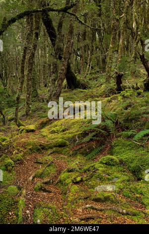 Le foreste pluviali temperate della Tasmania sono un'ecoregione temperata di foreste a foglia larga e mista nella Tasmania occidentale. Foto Stock