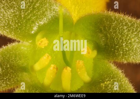 Vista super macro del fiore isolato del canguro giallo Paw (Anigozanthos) Foto Stock