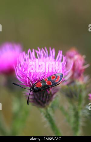 Un ariete rosso, Zygaena indit sul fiore di un cardo di latte. Foto Stock