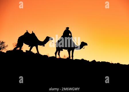 Cammello e beduino al tramonto in Giordania Foto Stock