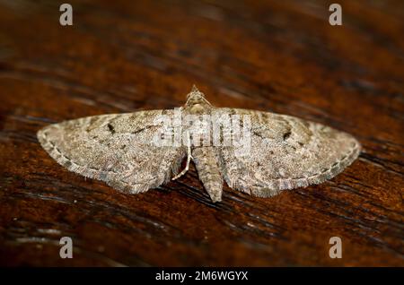 Il grande fiore di ginepro (Eupithecia intricata) su una tavola. Foto Stock