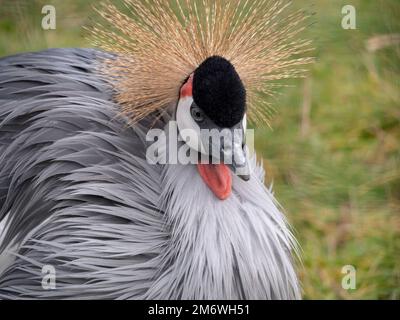 Bellissimo uccello, Crane Corate grigio con occhio blu e bianco Foto Stock