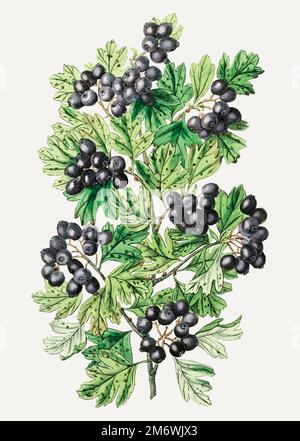 Rametto di biancospino nero in foglie d'epoca per decorazione Illustrazione Vettoriale