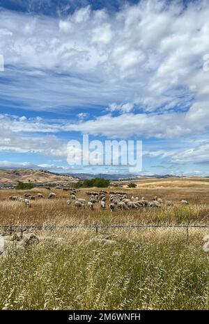 Pecore pascolano in un campo alla base dell'aeronautica militare di Travis, California, 6 maggio 2022. Il gregge di circa 1.000 pecore è stato rilasciato per eliminare le erbacce in eccesso eliminando la necessità di erbicidi e macchinari. Questo metodo di pascolo consente di risparmiare tempo e denaro, riduce i rischi di incendio e protegge l'ambiente. Foto Stock