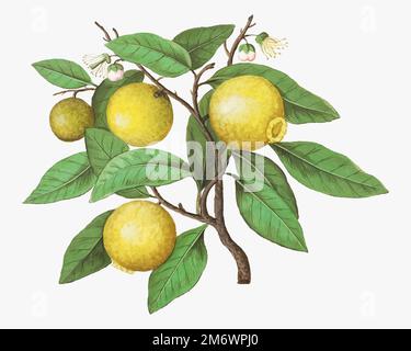 Illustrazione del ramo del limone d'epoca in vettore Illustrazione Vettoriale