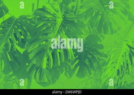 Tropicale giungla verde foglie sfondo, Monstera Deliciosa foglia sul muro con verde neon Foto Stock