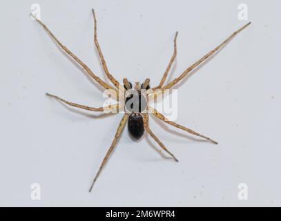 Un ragno a due colori a strisce piatte, Philodromus dispar su un muro. Foto Stock