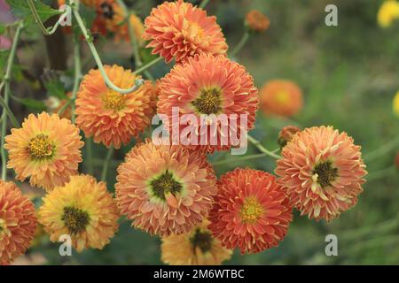 Crisantemo coreano rosso-arancio. Primo piano dei crisantemi Hardy. Foto Stock