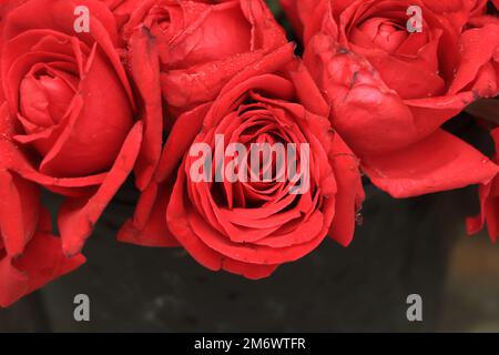 Close up di rose rosse e gocce d'acqua. Foto Stock