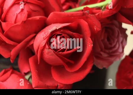 Close up di rose rosse e gocce d'acqua. Foto Stock