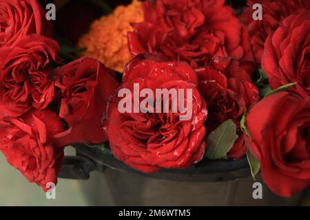 Close up di rose rosse e gocce d'acqua. Foto Stock