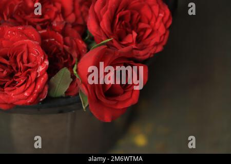 Close up di rose rosse e gocce d'acqua. Foto Stock