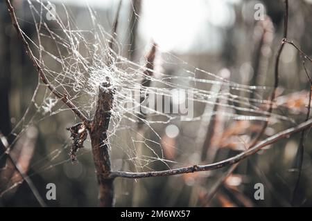 una passeggiata intorno glenn innes Foto Stock