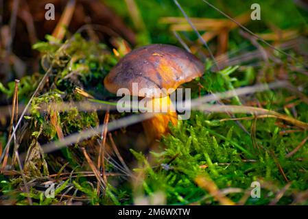 Un bel fungo commestibile nella luce autunnale tra erbe, muschio e ramoscelli sul pavimento della foresta Foto Stock