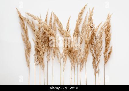 Erba di Pampas su fondo bianco, erba di canna piatta stesa Foto Stock