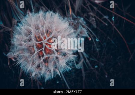 una passeggiata intorno glenn innes Foto Stock