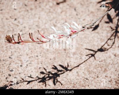 una passeggiata intorno glenn innes Foto Stock