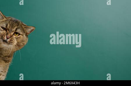 Divertente museruola di un gatto scozzese adulto dalle orecchie dritte sullo sfondo di una tavola di gesso verde Foto Stock