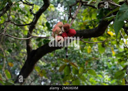 Mandorla indiana, Terminalia catappa, Satara, Maharashtra, India Foto Stock