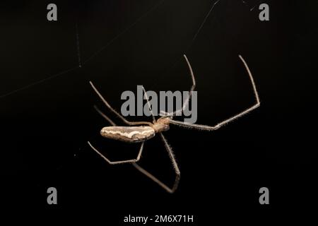 Tessitore lungo di orb jawed, Tetragnatha viridorufa, Satara, Maharashtra, India Foto Stock