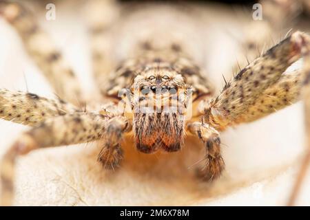 Occhi di ragno Huntsman, Heteropoda giugulans, Satara, Maharashtra, India Foto Stock