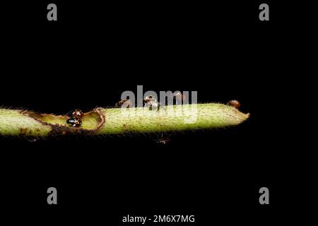 Bebè di Rice orecchio bug, Leptocorisa oratoria, Satara, Mahrashtra, India Foto Stock