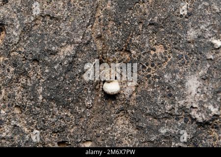 Ragno di lupo femmina Cammouflaged, Pardosa pullata con sacco Foto Stock