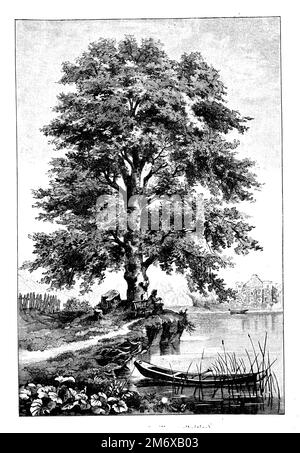 Faggio, Fagus sylvatica, (libro di botanica, 1898), Buche, hêtre Foto Stock