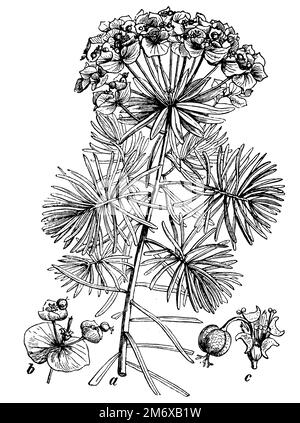 Cypress Spurge, una pianta con fiori, b infiorescenza con bratte, c flower, Euphorbia ciparissias, (libro di botanica, 1898), Zypressen-Wolfsmilch, a Pflanze mit Blüten, b Blütenstand mit Deckblättern, c Blüte, Euphorbe petit-cyprès, a plante avec fleurs, b inflorescence avec bractées, c fleur Foto Stock