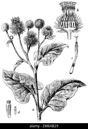 burdock maggiore, una pianta, testa di fiore b, tagliata longitudinalmente, fiore c, d Fruit, Arctium lappa, (libro di botanica, 1902), Große Klette, A Pflanze, b Blütenkopf, längs durchschnitten, c Blüte, d Frucht, grande bardane, a plante, b tête de la fleur, coupée dans le sens de la longueur, c fleur, d frutta Foto Stock