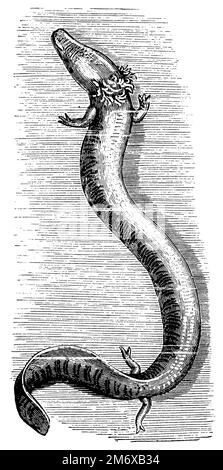 Grottenolm; Menschenfisch, Proteus anguinus, (enciclopedia, 1891), Grottenolm, Protée anguillard Foto Stock