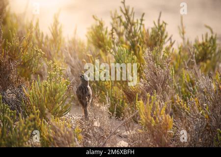 Primo piano di un pipito di canarino (Anthus berthelotii), un uccello guado nelle isole Canarie. Foto Stock