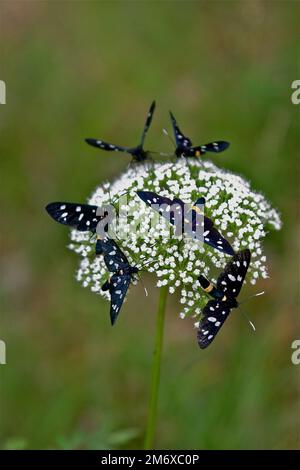 Farfalla Fegea amata Foto Stock