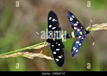 Farfalla Fegea amata Foto Stock