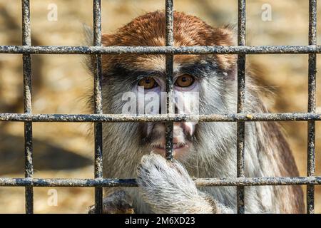 Animali selvatici. Scimmia con uno sguardo triste si siede dietro un reticolo di metallo Foto Stock