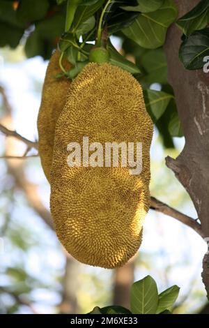 Jackfruits (Artocarpus eterophyllus) appeso al tronco dell'albero : (pix Sanjiv Shukla) Foto Stock